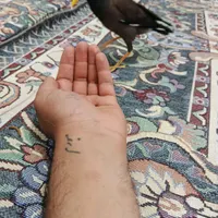مرغ مینا سخنگو|پرنده|اسلام‌شهر, |دیوار