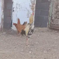 خروس لاری|حیوانات مزرعه|اردبیل, |دیوار