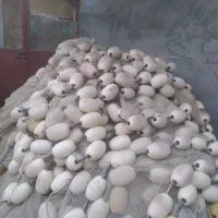 جل کاشغی نو