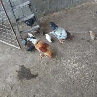 خروس|پرنده|دالاهو, |دیوار