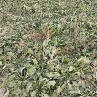 یک هکتار چغندر همراه با برگه