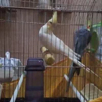 گمشده