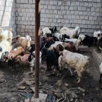 تعدادی بز پر شیر درجه یک