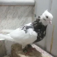 چندتا جوجه و کفتر|پرنده|تربت‌حیدریه, شهید قرنی|دیوار