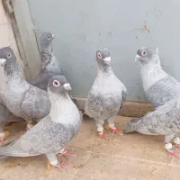 فروش یک جفت کبوتر موشی با ۲تا جوجه