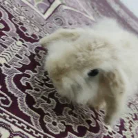 خرگوش مینیاتوری با قفس