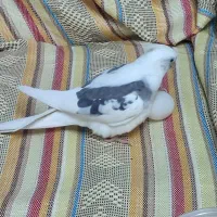 طوطی عروس آلبینو دوکت گمشده به اسم مروارید|حیوانات|قم, باسکول|دیوار