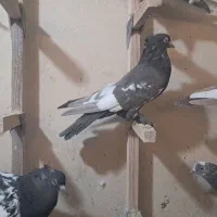 کبوتر|پرنده|شیراز, شهرک مهدی‌آباد|دیوار