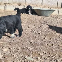 واگذاری توله سگ قدرجونی|سگ|لنجان, |دیوار