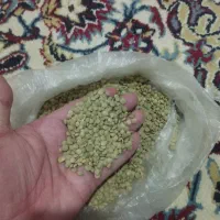 عدس درجه 1 مغان