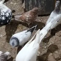 25 تا کبوتر|پرنده|لشت نشا, |دیوار