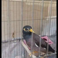 مرغ مینا نر