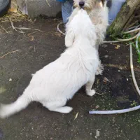 شیتزو ایشپیتز ماده مادر و دختر