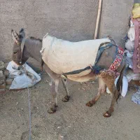 الاغ|حیوانات مزرعه|معصومیه, |دیوار