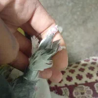 قارایی تخت دم بدونه قلت|پرنده|فارسان, |دیوار