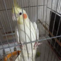 عروس هلندی ماده