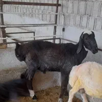 بره چینی برای قوچ داشتی
