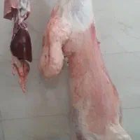 گوشت گوسفند‌جوان‌چاق، بره و چرخ کرده کله گوساله