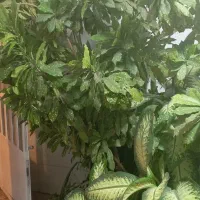 گل طبیعی مخصوص سفره خانه و باغ|گل و گیاه طبیعی|شیراز, شهرک ولیعصر|دیوار