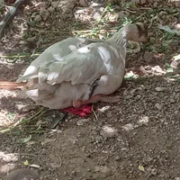 غاز نروماده|پرنده|قزوین, |دیوار