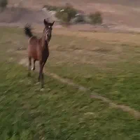 اسب اصیل|اسب و تجهیزات اسب‌سواری|صحنه, |دیوار