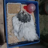 تخم مرغ برهما|حیوانات مزرعه|رشت, باهنر|دیوار