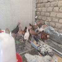 سلام تعدادی جوجه 2ماهه گلین لری صحیح وسالم فروشی