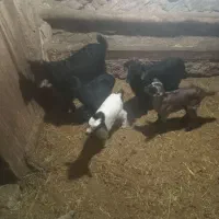 ۴عدد بز جوان شیری خانگی|حیوانات مزرعه|ساوه, |دیوار