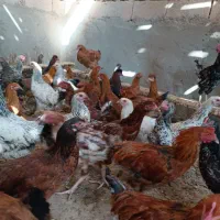 جوجه گلپایگان|حیوانات مزرعه|مه ولات, |دیوار