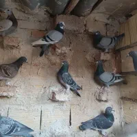 کبوتر مسافتی