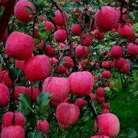 نهالستان بزرگ ترین تولید کننده شمال غرب کشور|حراج|گنبد کاووس, |دیوار