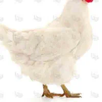 شاگرد مرغ پرکنی