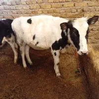 گوساله ماده خوش خوراک