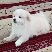 سگ سامویی فروشی