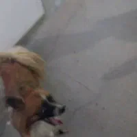 سگ خوب ماده|سگ|زرندیه, |دیوار