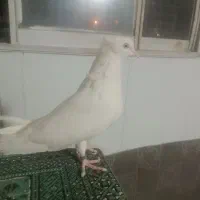 کفترجفت نروماده سفید چشم سفید|پرنده|قرچک, زیبا شهر|دیوار