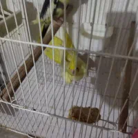 عروس لیتینو وابلق