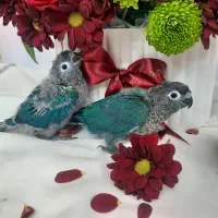 گرینچیک، جوجه سرلاکی، تراکویس نرمال|پرنده|تهران, دهقان|دیوار