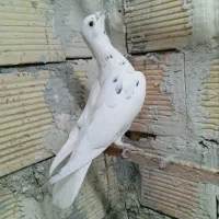 فروش ی جفت کفتر مسافتی جفت نر قیمت ی جفت ۷۰۰ هزار|پرنده|کبودرآهنگ, |دیوار
