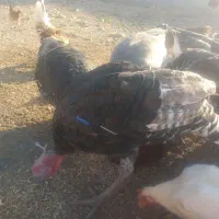 غاز و بوقلمون و خروس|حیوانات مزرعه|دره شهر, |دیوار