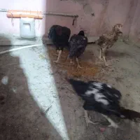 مرغ خروس لاری اصیل|حیوانات مزرعه|تهران, جی|دیوار
