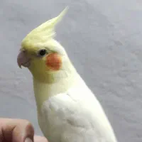 عروس هلندی ماده|پرنده|شیرود, |دیوار