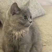 بچه گربه اسکاتیش برتیش ۳ ماهه