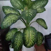 گل ها