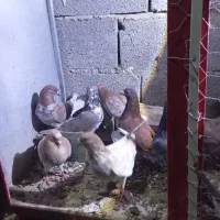 کبوتر طوقی