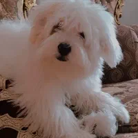 پاپی عروسکی(نر)