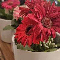 گل شهرضا|گل و گیاه طبیعی|شهرضا, |دیوار