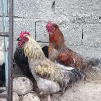 خروس سلطان عثمانی