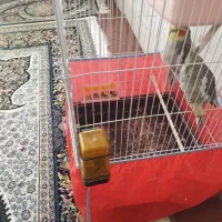 عروس هلندی|پرنده|بلداجی, |دیوار