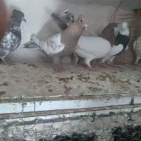 ۵ تا حیوون رنگی و سالم